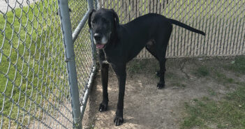 Meet Bear A Gentle Giant!