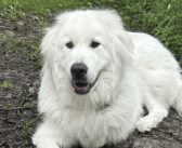 Meet This Year’s Beloved Fur Babies of The 2025 Pet Search
